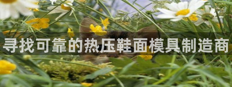 易倍单词登录网站:寻找可靠的热压鞋面模具制造商