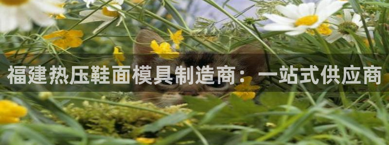 易倍下载手机版：福建热压鞋面模具制造商：一站式供应商